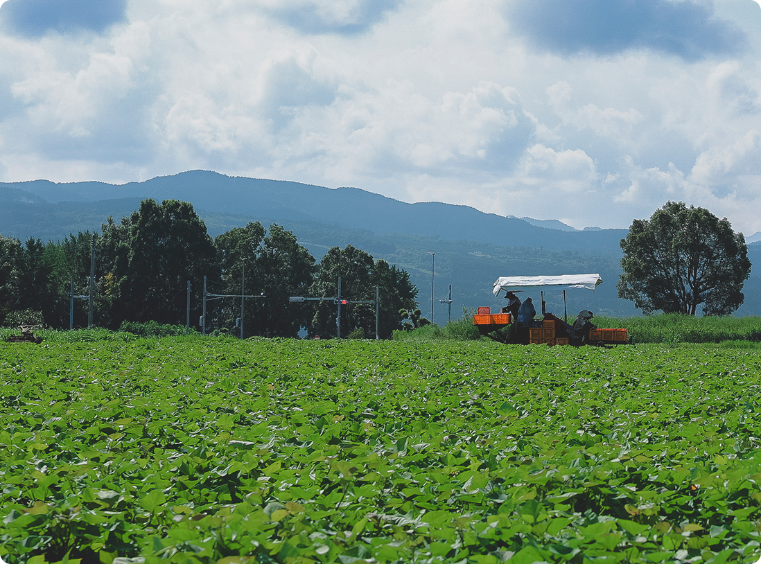 早野農園で働く