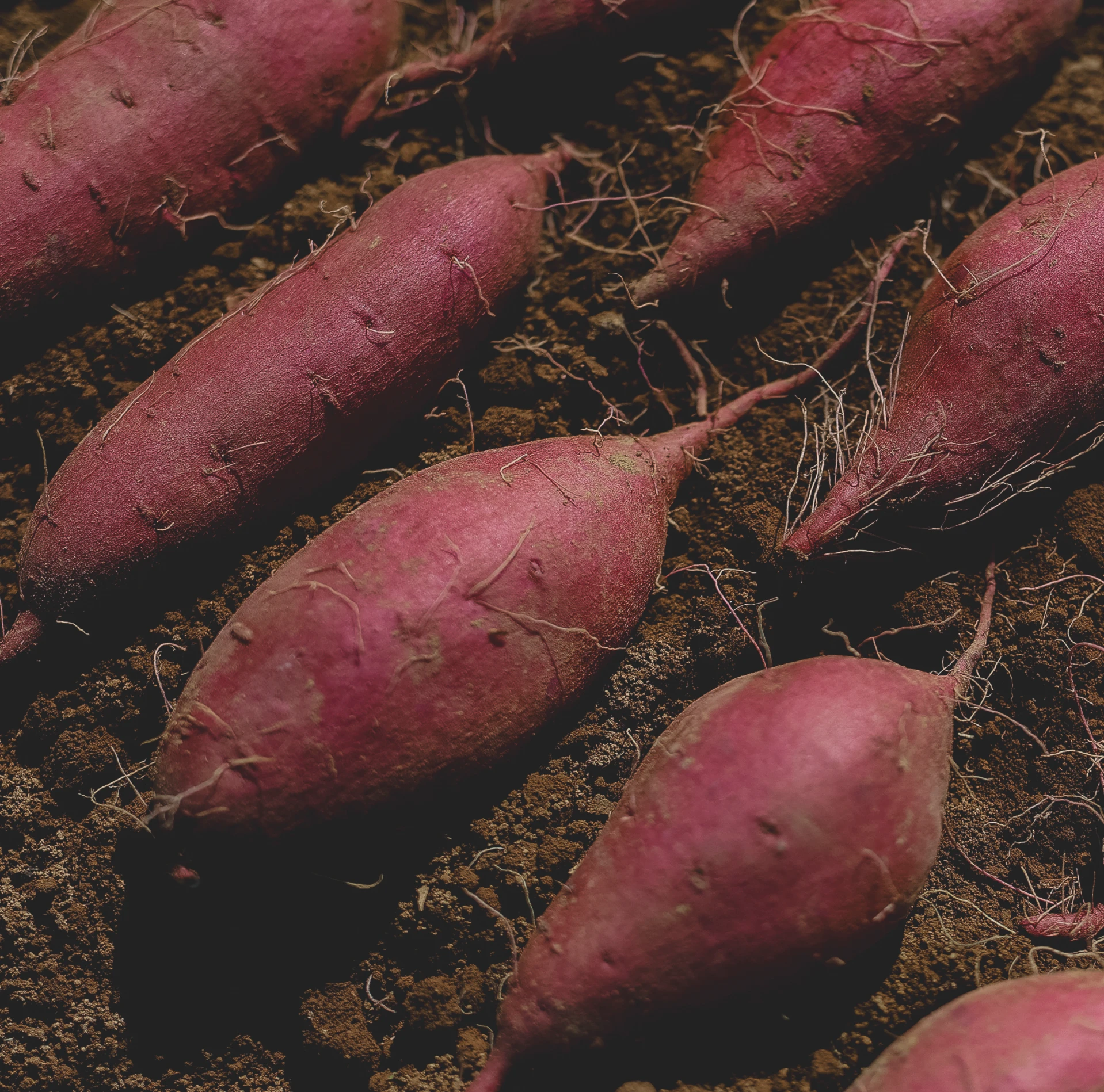 シルクスイート