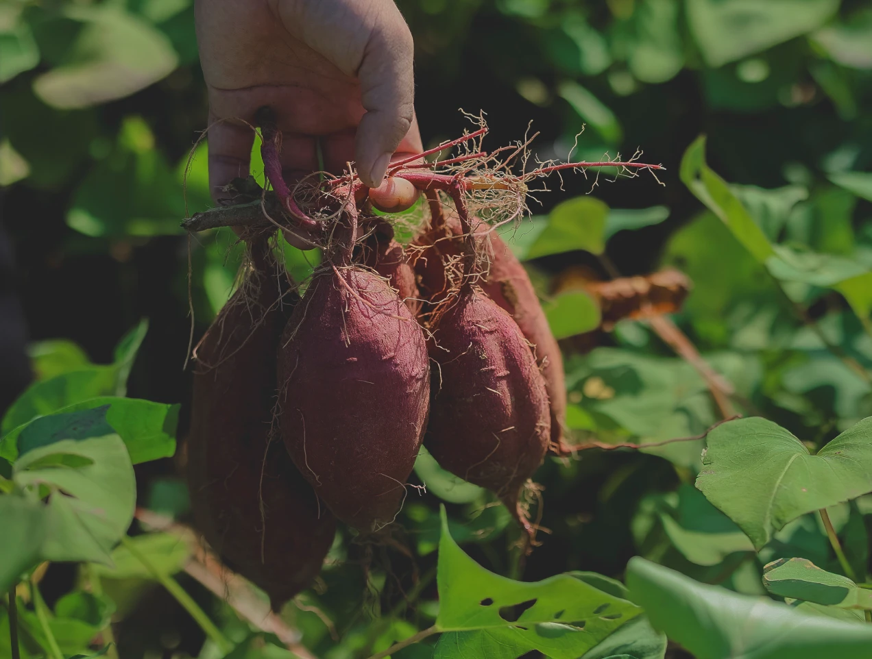 シルクスイート